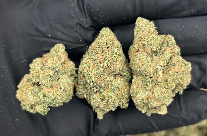 Blue Skittlez - Image 2